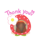 コザクラインコのくりんちゃん③（個別スタンプ：5）