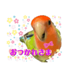 コザクラインコのくりんちゃん③（個別スタンプ：6）