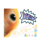 コザクラインコのくりんちゃん③（個別スタンプ：7）