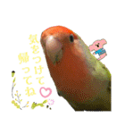 コザクラインコのくりんちゃん③（個別スタンプ：8）