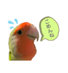 コザクラインコのくりんちゃん③（個別スタンプ：9）