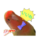 コザクラインコのくりんちゃん③（個別スタンプ：15）