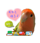 コザクラインコのくりんちゃん③（個別スタンプ：17）