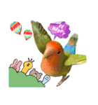 コザクラインコのくりんちゃん③（個別スタンプ：20）