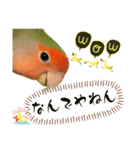 コザクラインコのくりんちゃん③（個別スタンプ：21）