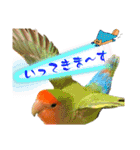 コザクラインコのくりんちゃん③（個別スタンプ：22）