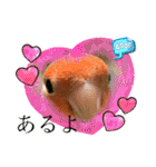 コザクラインコのくりんちゃん③（個別スタンプ：25）