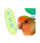 コザクラインコのくりんちゃん③（個別スタンプ：26）