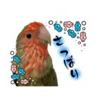 コザクラインコのくりんちゃん③（個別スタンプ：30）
