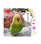 インコちゃん達のスタンプ（個別スタンプ：3）