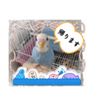 インコちゃん達のスタンプ（個別スタンプ：4）