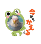 インコちゃん達のスタンプ（個別スタンプ：5）