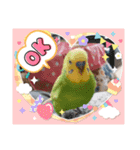 インコちゃん達のスタンプ（個別スタンプ：9）