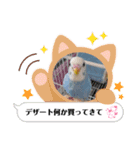 インコちゃん達のスタンプ（個別スタンプ：11）