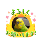 インコちゃん達のスタンプ（個別スタンプ：12）