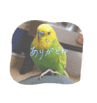 インコちゃん達のスタンプ（個別スタンプ：15）