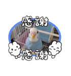 インコちゃん達のスタンプ（個別スタンプ：16）