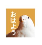 オカメインコの朝（個別スタンプ：3）