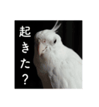 オカメインコの朝（個別スタンプ：8）