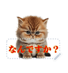 ⚫激おこ 猫ミーム（個別スタンプ：3）