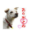 タレ耳ワンコのハナ vol.1（個別スタンプ：3）