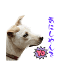 タレ耳ワンコのハナ vol.1（個別スタンプ：7）