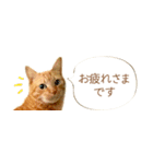茶トラ 省スペース 敬語 吹き出し スタンプ（個別スタンプ：2）