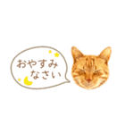 茶トラ 省スペース 敬語 吹き出し スタンプ（個別スタンプ：3）