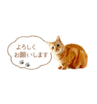 茶トラ 省スペース 敬語 吹き出し スタンプ（個別スタンプ：4）