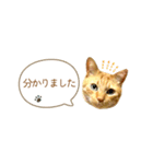 茶トラ 省スペース 敬語 吹き出し スタンプ（個別スタンプ：5）