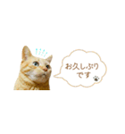 茶トラ 省スペース 敬語 吹き出し スタンプ（個別スタンプ：6）
