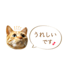 茶トラ 省スペース 敬語 吹き出し スタンプ（個別スタンプ：7）