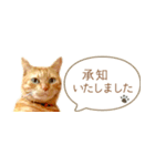 茶トラ 省スペース 敬語 吹き出し スタンプ（個別スタンプ：8）