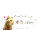 茶トラ 省スペース 敬語 吹き出し スタンプ（個別スタンプ：9）