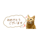 茶トラ 省スペース 敬語 吹き出し スタンプ（個別スタンプ：10）