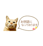 茶トラ 省スペース 敬語 吹き出し スタンプ（個別スタンプ：11）
