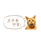 茶トラ 省スペース 敬語 吹き出し スタンプ（個別スタンプ：12）