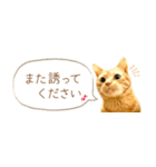 茶トラ 省スペース 敬語 吹き出し スタンプ（個別スタンプ：13）