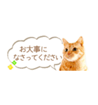 茶トラ 省スペース 敬語 吹き出し スタンプ（個別スタンプ：14）