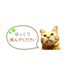 茶トラ 省スペース 敬語 吹き出し スタンプ（個別スタンプ：15）