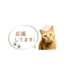 茶トラ 省スペース 敬語 吹き出し スタンプ（個別スタンプ：16）