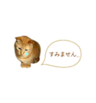 茶トラ 省スペース 敬語 吹き出し スタンプ（個別スタンプ：17）