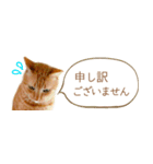茶トラ 省スペース 敬語 吹き出し スタンプ（個別スタンプ：18）