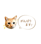 茶トラ 省スペース 敬語 吹き出し スタンプ（個別スタンプ：20）