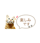 茶トラ 省スペース 敬語 吹き出し スタンプ（個別スタンプ：21）