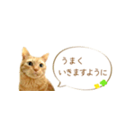 茶トラ 省スペース 敬語 吹き出し スタンプ（個別スタンプ：22）