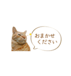 茶トラ 省スペース 敬語 吹き出し スタンプ（個別スタンプ：23）