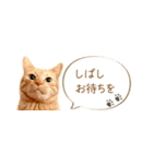 茶トラ 省スペース 敬語 吹き出し スタンプ（個別スタンプ：24）