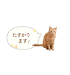 茶トラ 省スペース 敬語 吹き出し スタンプ（個別スタンプ：25）