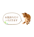 茶トラ 省スペース 敬語 吹き出し スタンプ（個別スタンプ：27）